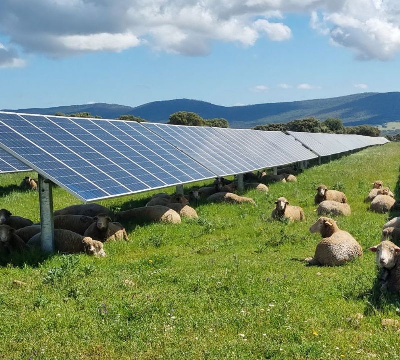 Agrivoltaïsme Agrivoltaïsme